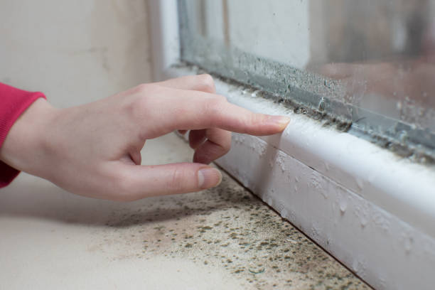 Best Crawl Space Mold Remediation  in Howell, MI