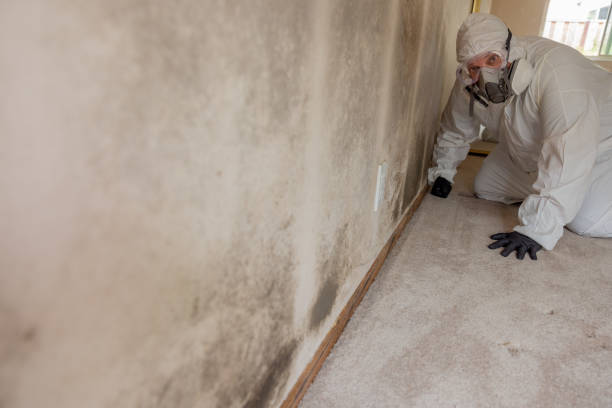Best Emergency Mold Remediation  in Howell, MI